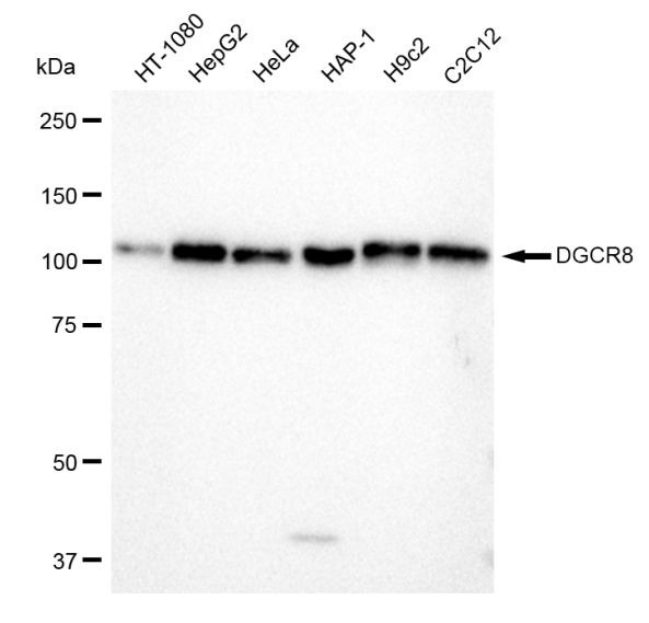 DGCR8 Antibody in Western Blot (WB)