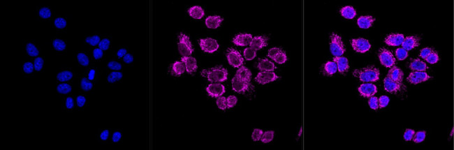 ENDOGL1 Antibody in Immunocytochemistry (ICC/IF)