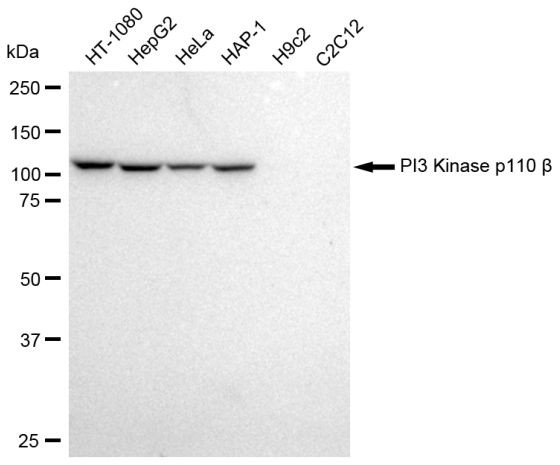 PIK3CB Antibody in Western Blot (WB)