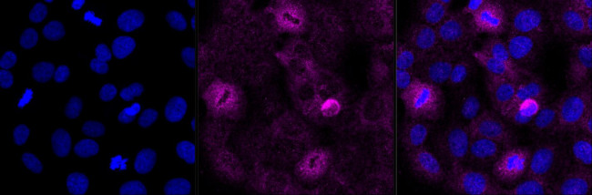 PRAS40 Antibody in Immunocytochemistry (ICC/IF)