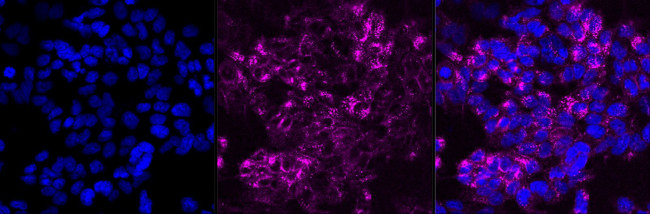 SRC Antibody in Immunocytochemistry (ICC/IF)