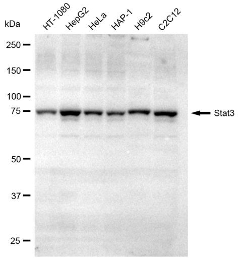 STAT3 Antibody in Western Blot (WB)