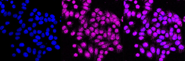 CD147 Antibody in Immunocytochemistry (ICC/IF)