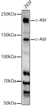 c-Abl Antibody in Western Blot (WB)