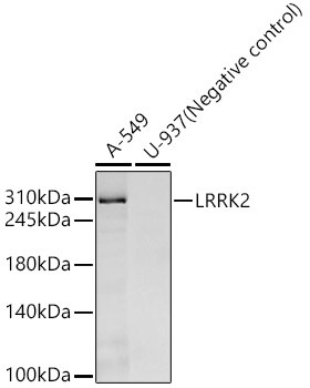 LRRK2 Antibody in Western Blot (WB)