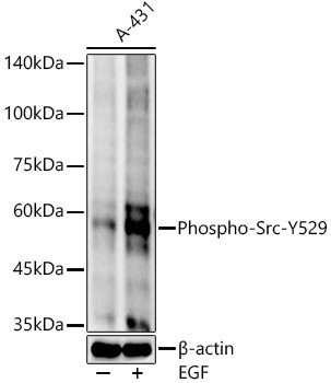 Phospho-SRC (Tyr529) Antibody in Western Blot (WB)