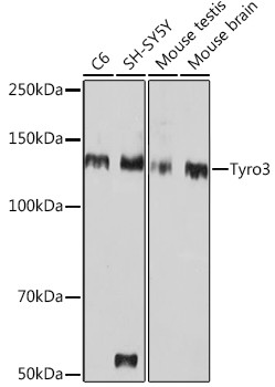 TYRO3 Antibody in Western Blot (WB)