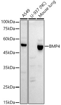 BMP4 Antibody in Western Blot (WB)