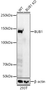 Bub1 Antibody in Western Blot (WB)