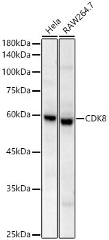 CDK8 Antibody in Western Blot (WB)