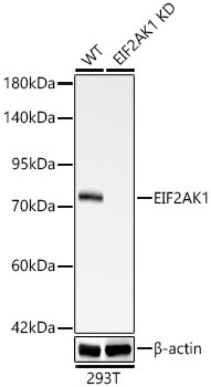 HRI Antibody in Western Blot (WB)