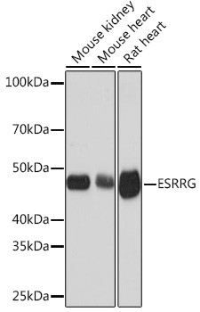 ESRRG Antibody in Western Blot (WB)