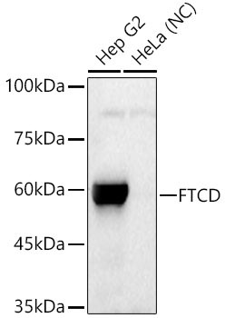 Golgi protein 58k Antibody in Western Blot (WB)