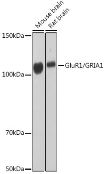 GluR1 Antibody in Western Blot (WB)