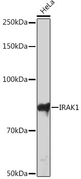 IRAK1 Antibody in Western Blot (WB)