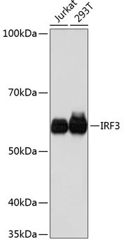 IRF3 Antibody in Western Blot (WB)