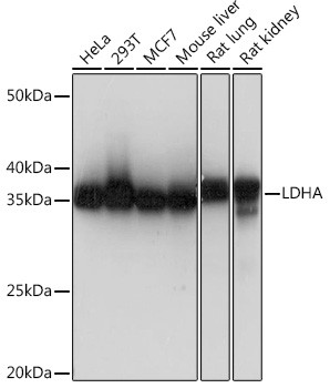 LDHA Antibody in Western Blot (WB)