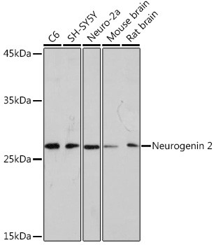 Neurogenin 2 Antibody in Western Blot (WB)