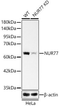 NR4A1 Antibody in Western Blot (WB)