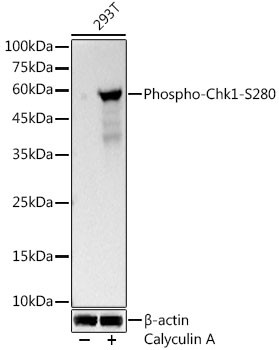 Phospho-Chk1 (Ser280) Antibody in Western Blot (WB)