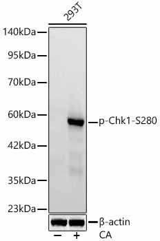 Phospho-Chk1 (Ser280) Antibody in Western Blot (WB)