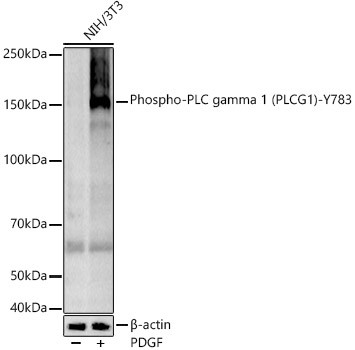 Phospho-PLCg1 (Tyr783) Antibody in Western Blot (WB)