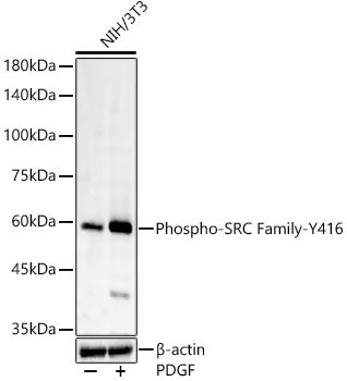 Phospho-SRC (Tyr416) Antibody in Western Blot (WB)