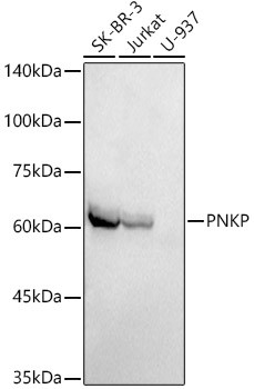 PNK Antibody in Western Blot (WB)