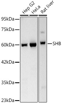 SHB Antibody in Western Blot (WB)