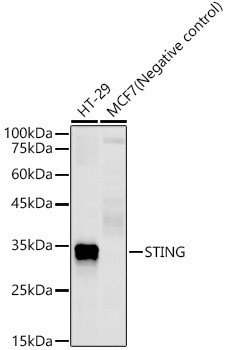 STING Antibody in Western Blot (WB)