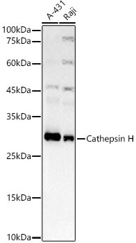 Cathepsin H Antibody in Western Blot (WB)