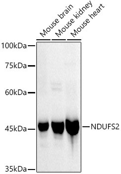 NDUFC2 Antibody in Western Blot (WB)