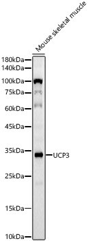 UCP3 Antibody in Western Blot (WB)