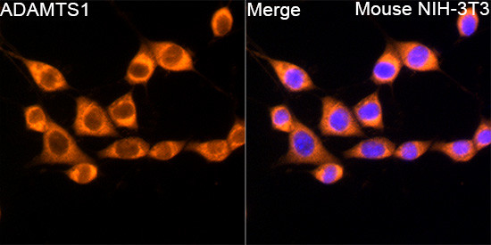 ADAMTS1 Antibody in Immunocytochemistry (ICC/IF)