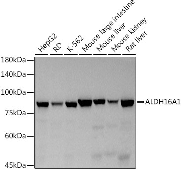 ALDH16A1 Antibody in Western Blot (WB)