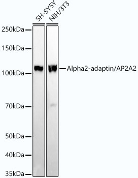 AP2A2 Antibody in Western Blot (WB)