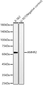 AMHR2 Antibody in Western Blot (WB)