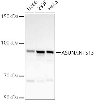 C12orf11 Antibody in Western Blot (WB)