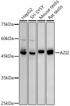 AZI2 Antibody in Western Blot (WB)