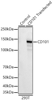 CD101 Antibody in Western Blot (WB)