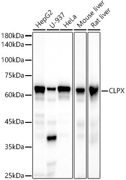 CLPX Antibody in Western Blot (WB)