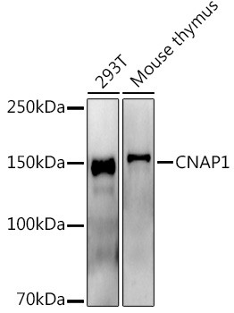 NCAPD2 Antibody in Western Blot (WB)