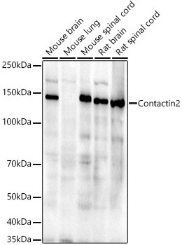 Contactin 2 Antibody in Western Blot (WB)