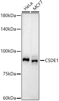 CSDE1 Antibody in Western Blot (WB)