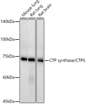 CTPS Antibody in Western Blot (WB)