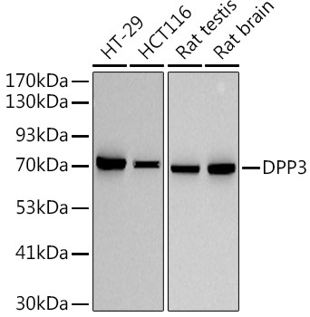 DPP3 Antibody in Western Blot (WB)