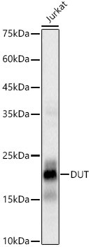 DUT Antibody in Western Blot (WB)