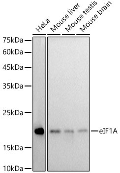 eIF1AX Antibody in Western Blot (WB)