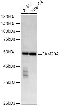 FAM20A Antibody in Western Blot (WB)