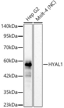 HYAL1 Antibody in Western Blot (WB)